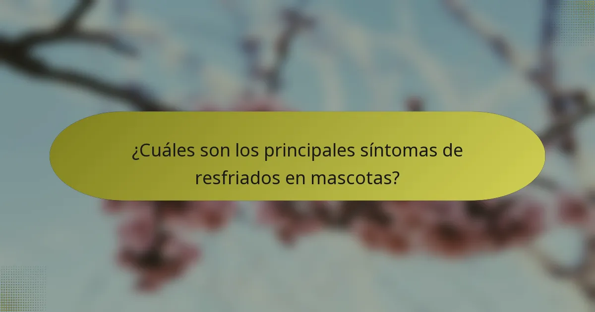 ¿Cuáles son los principales síntomas de resfriados en mascotas?